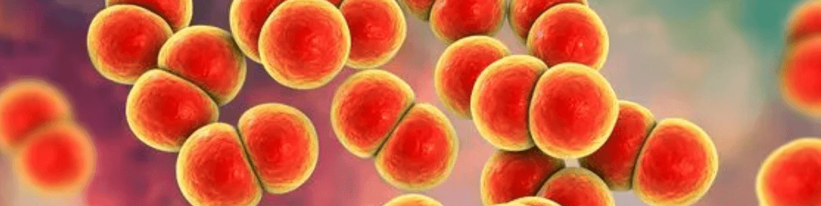 How does gonorrhea spread